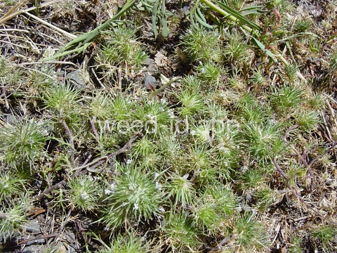navarretia, needle-leaf